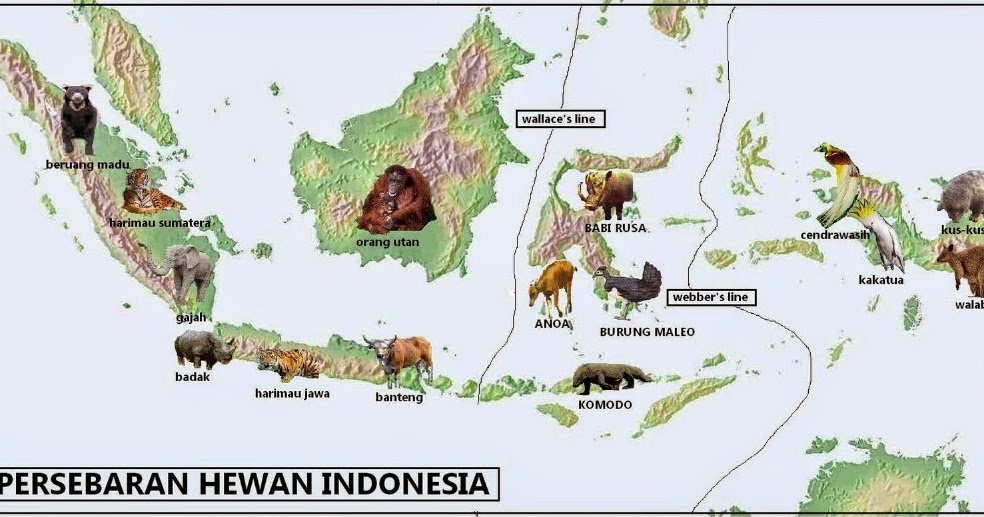 Geografi Persebaran Flora Dan Fauna Di Indonesia Geografi Persebaran Flora Dan Fauna Di Indonesia