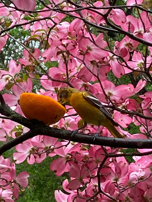 bird eating from an orange
