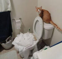 Fotos de gatos divertidas