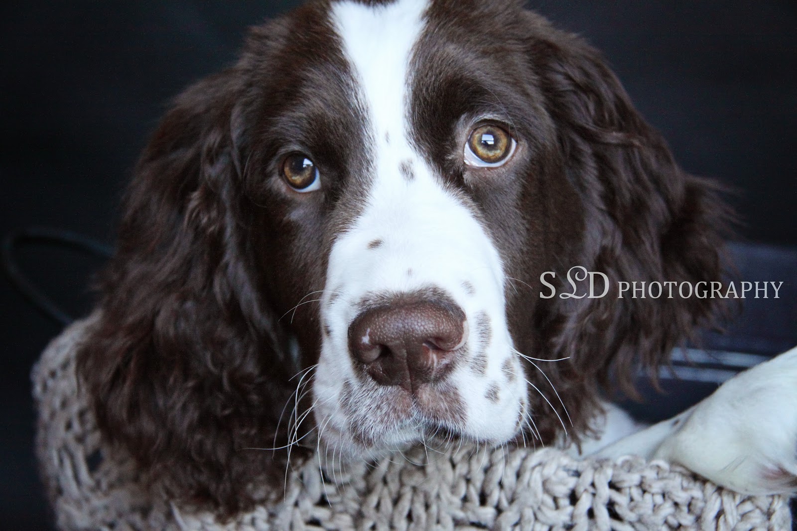 SLD PHOTOGRAPHY sld-photography