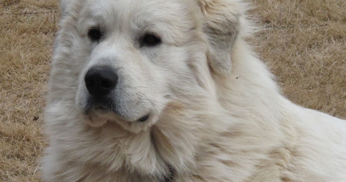 Hilltop Great Pyrenees: Pyrs Growing Up