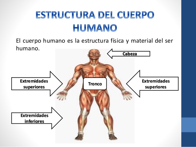 estructuras del cuerpo humano