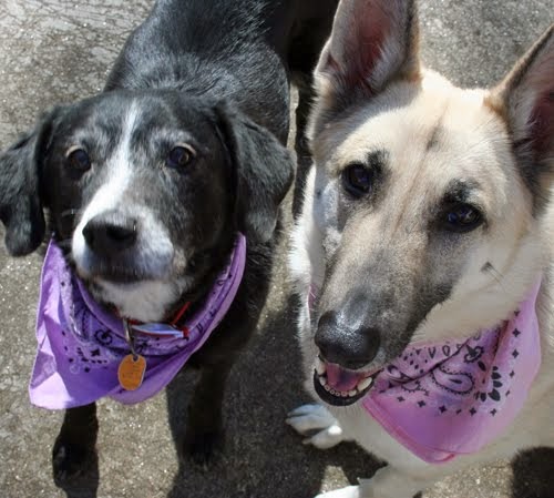 Katie and Lady (aka Thelma and Louise)