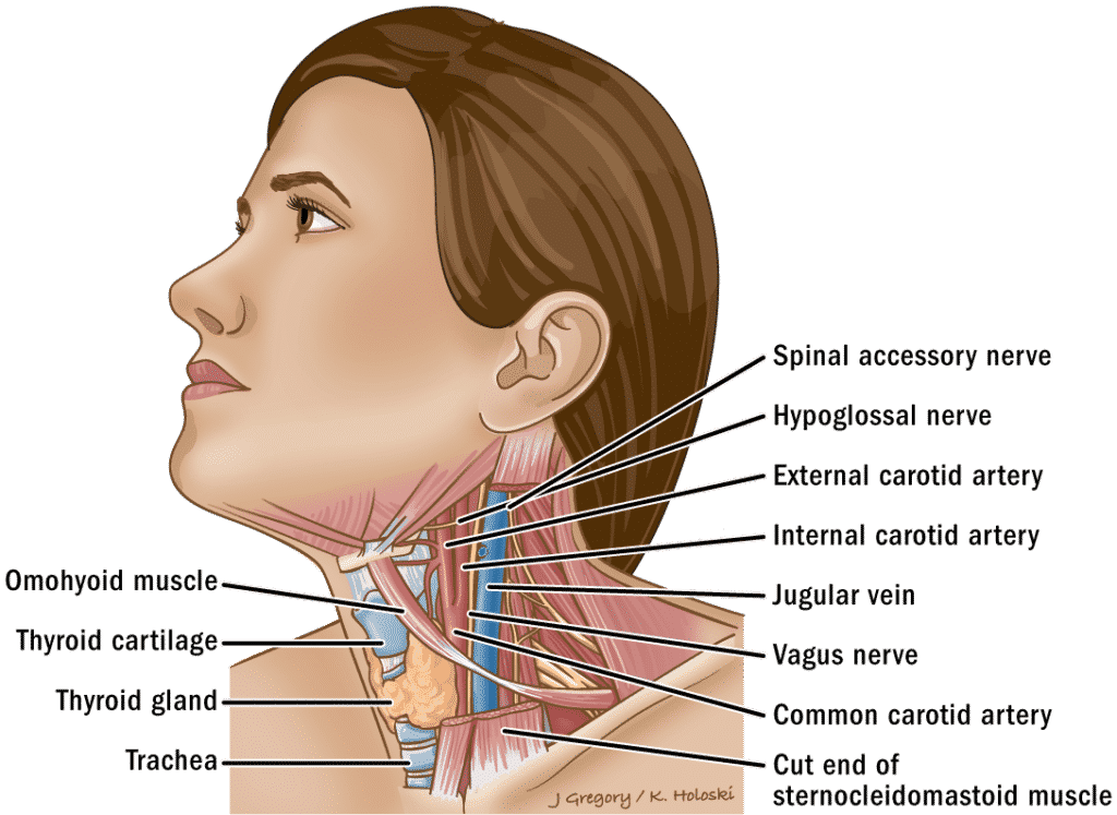 neck diagrams alternative neck diagrams alternative