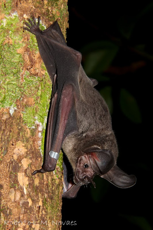 Morcegos do Brasil Lophostoma silvicola