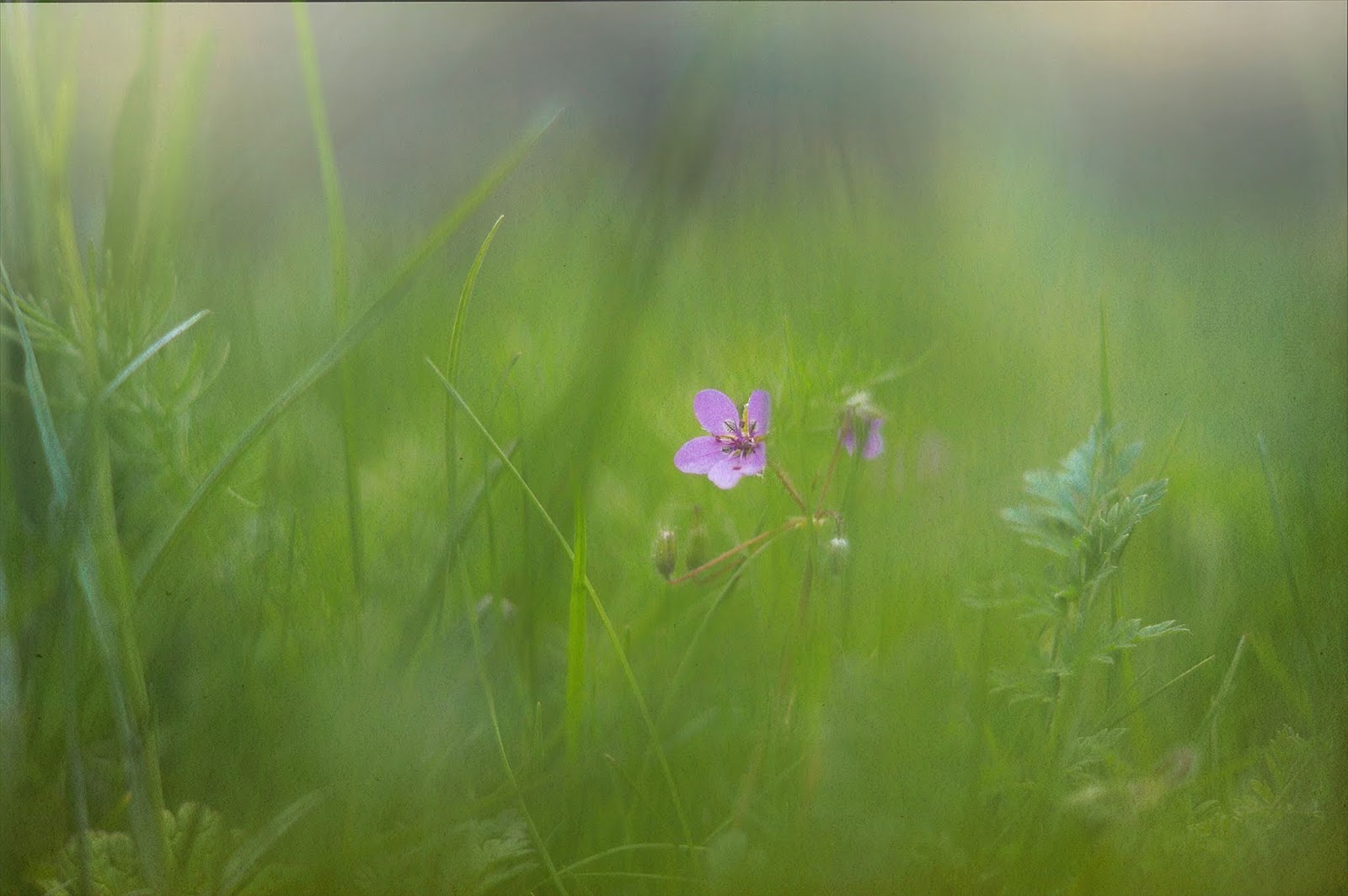 Wo Stille Wohnt Und Glanz August 2019