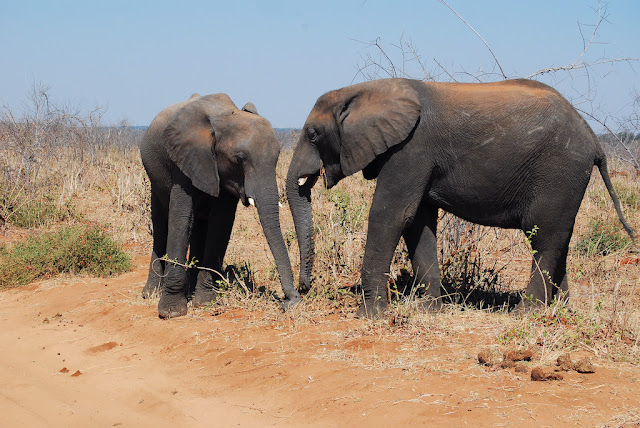 Loxodonta africana Loxodonta africana