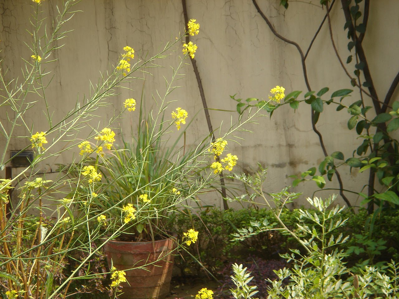 Wildbytes from India Tale of a mustard plant