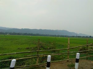 View of Paddy fields on the boundary of Kaziranga national park.