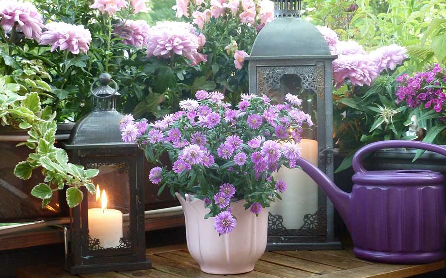 Beautifying Your Balcony, flowering plants, aster balcony