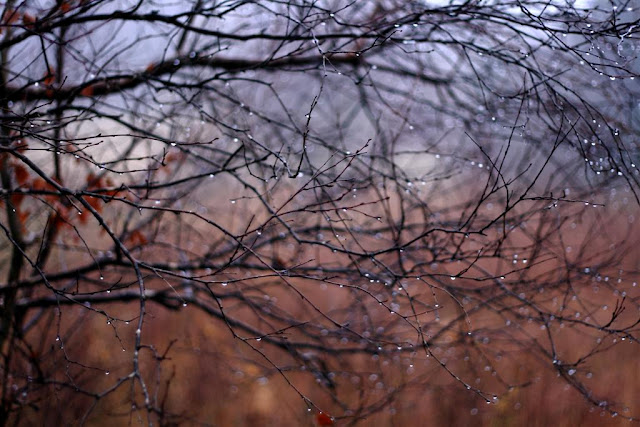 tree branches covered in sparkling raindrops 