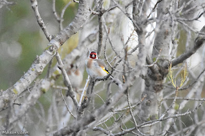 Cadernera (Carduelis carduelis)