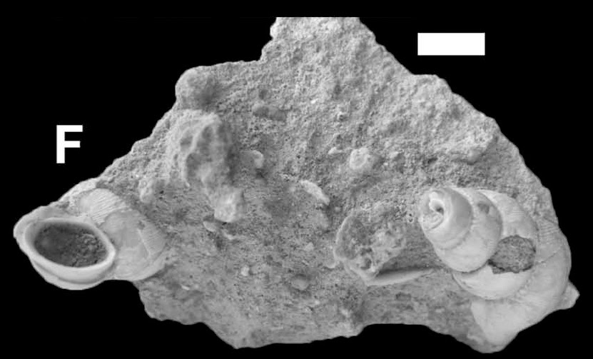 Sciency Thoughts Fossil Land Snails from the Late Pleistocene of south