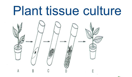 low acyl gellan gum used in plant tissue culture