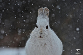 معلومات عن أرنب الحذاء الثلجي