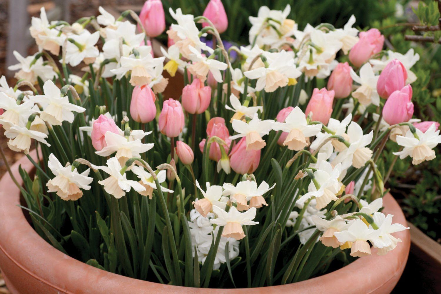 Do this in the fall. Spring bulbs in Pots