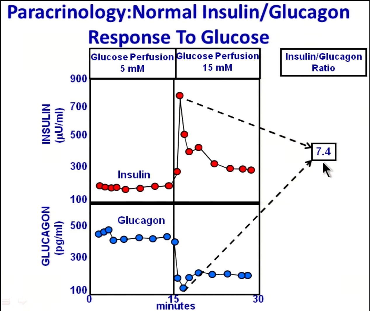 Tuit Nutrition A New Look at Insulin, Glucagon & the Pancreas (a.k.a