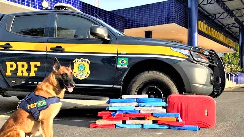 PRF registra aumento de 52% em apreensões de maconha na Bahia