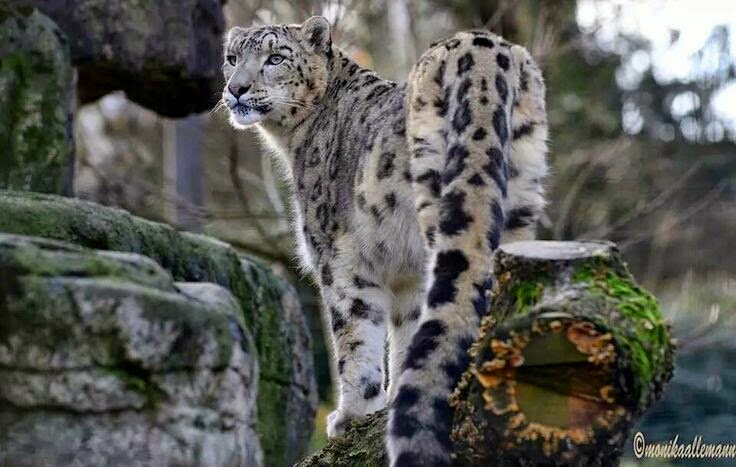 fluffybutts: snow leopard long tail