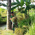 Babinsa Donomulyo Bantu Petani Panen Padi
