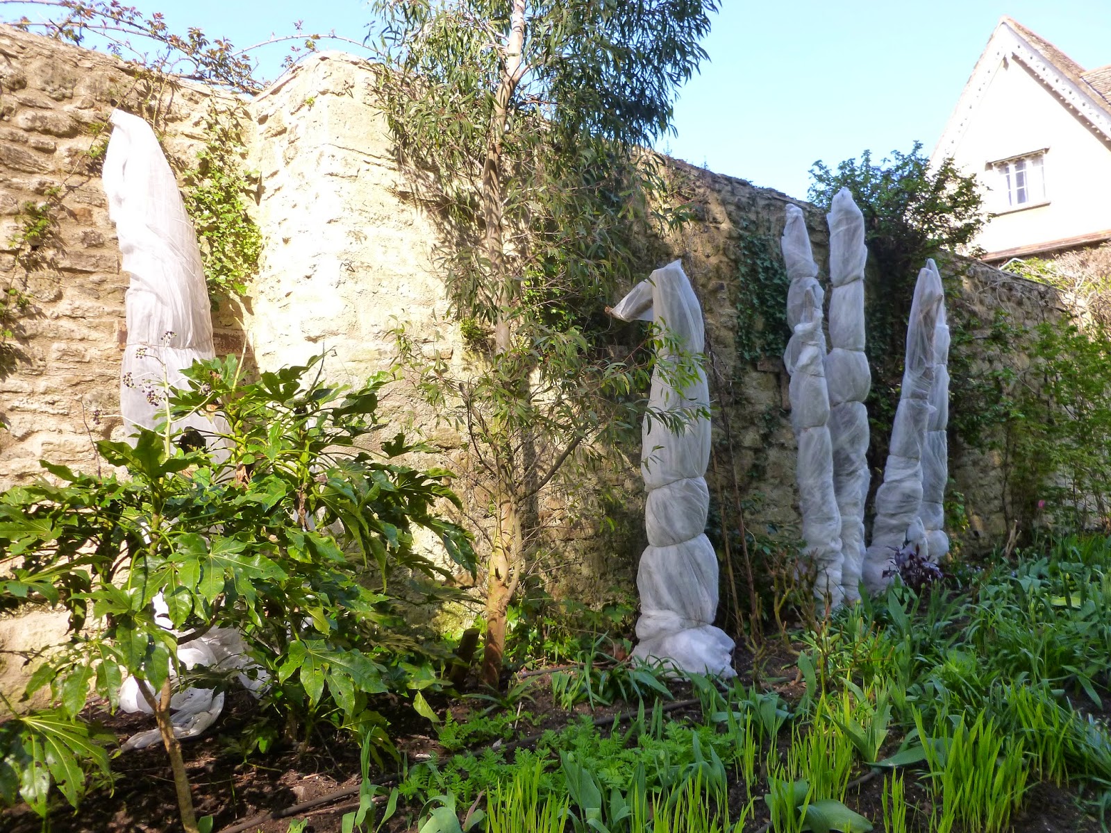 Seed to Feed Me HOW TO OVERWINTER BANANA PLANTS