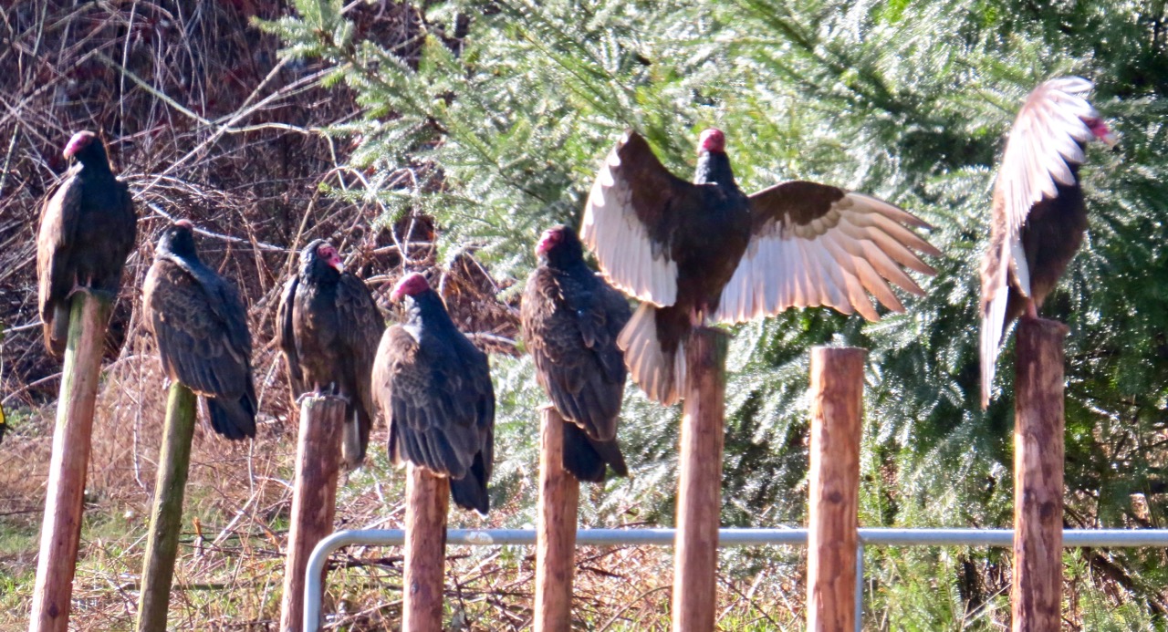 LuAnn Kessi Goats, Calves, Turkey Vultures...