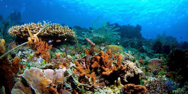 Perairan Alor https://www.ramelhobbyshop.com/2022/07/10-tempat-diving-terbaik-di-indonesia.html