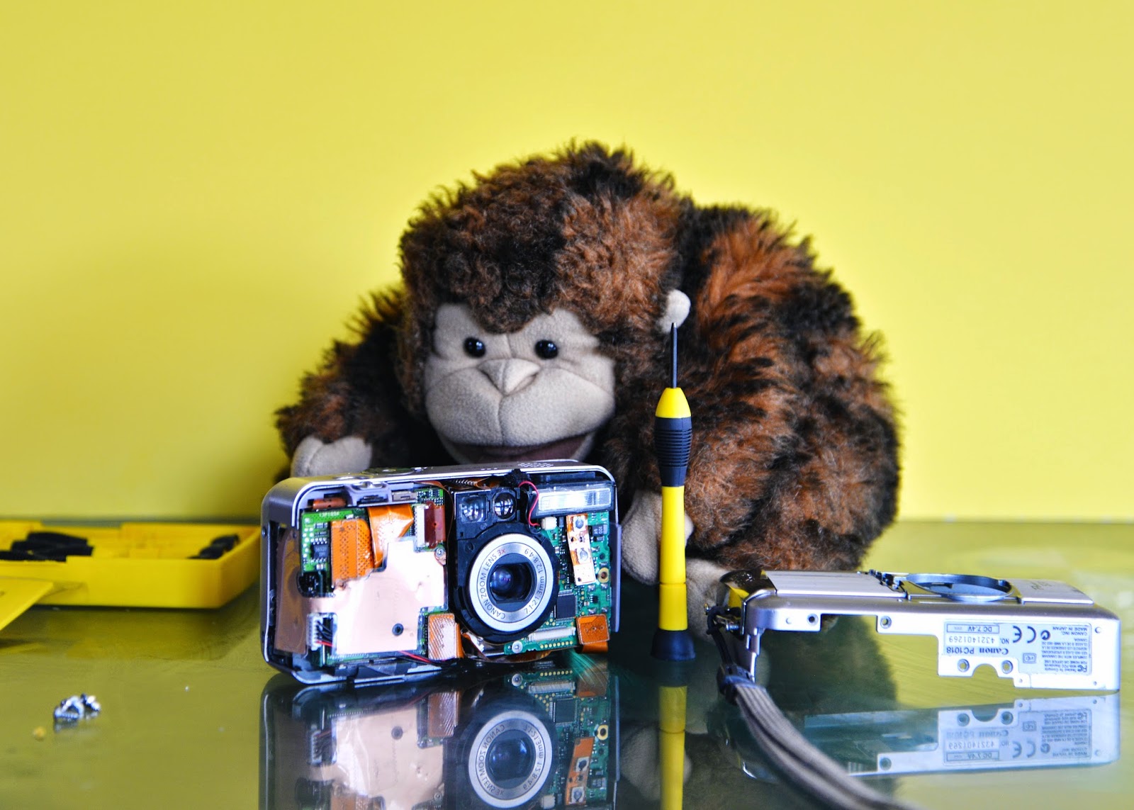 random video chat monkey random video chat monkey