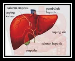 Soal Soal Us Usbn Dan Un Ipa
