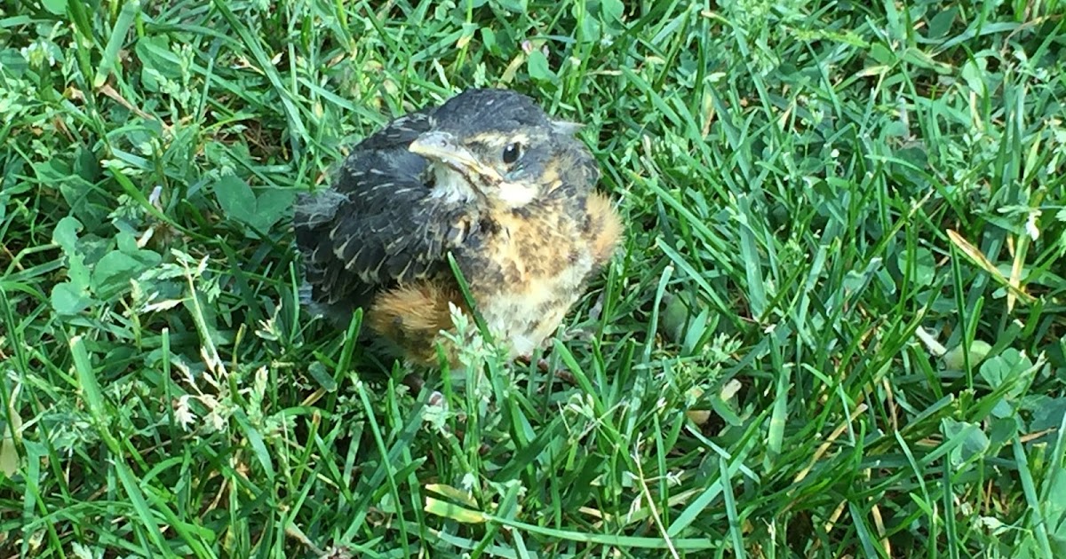 Comment sauver un oisillon tomber du nid ?