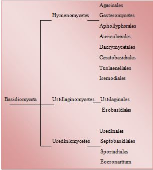Basidiomycota: Keanekaragaman Basidiomycota