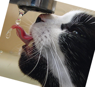 manfaat air bagi kucing