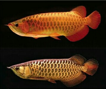 ikan arwana cross back golden dan Red Tail