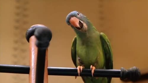 Paulie Le Perroquet Qui Parlait Trop Streaming Regarder Paulie, le perroquet qui parlait trop 1998 Film Complet