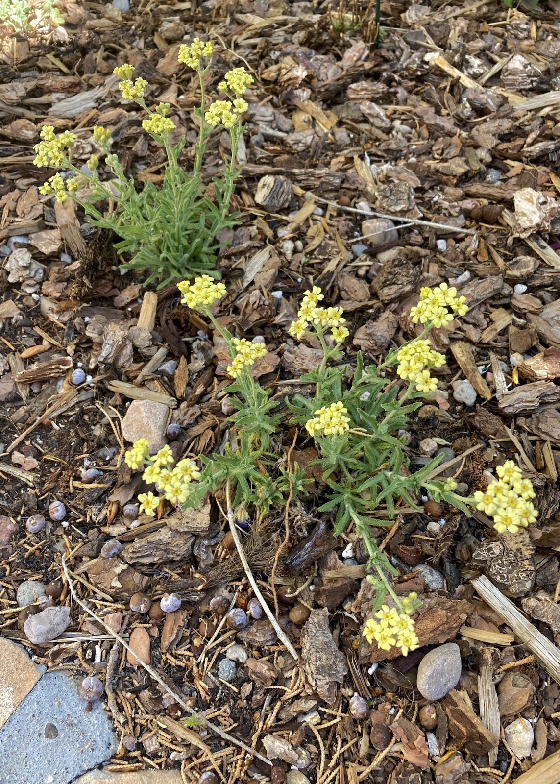 The Plants at Walking Rain Yarrow / Achillea