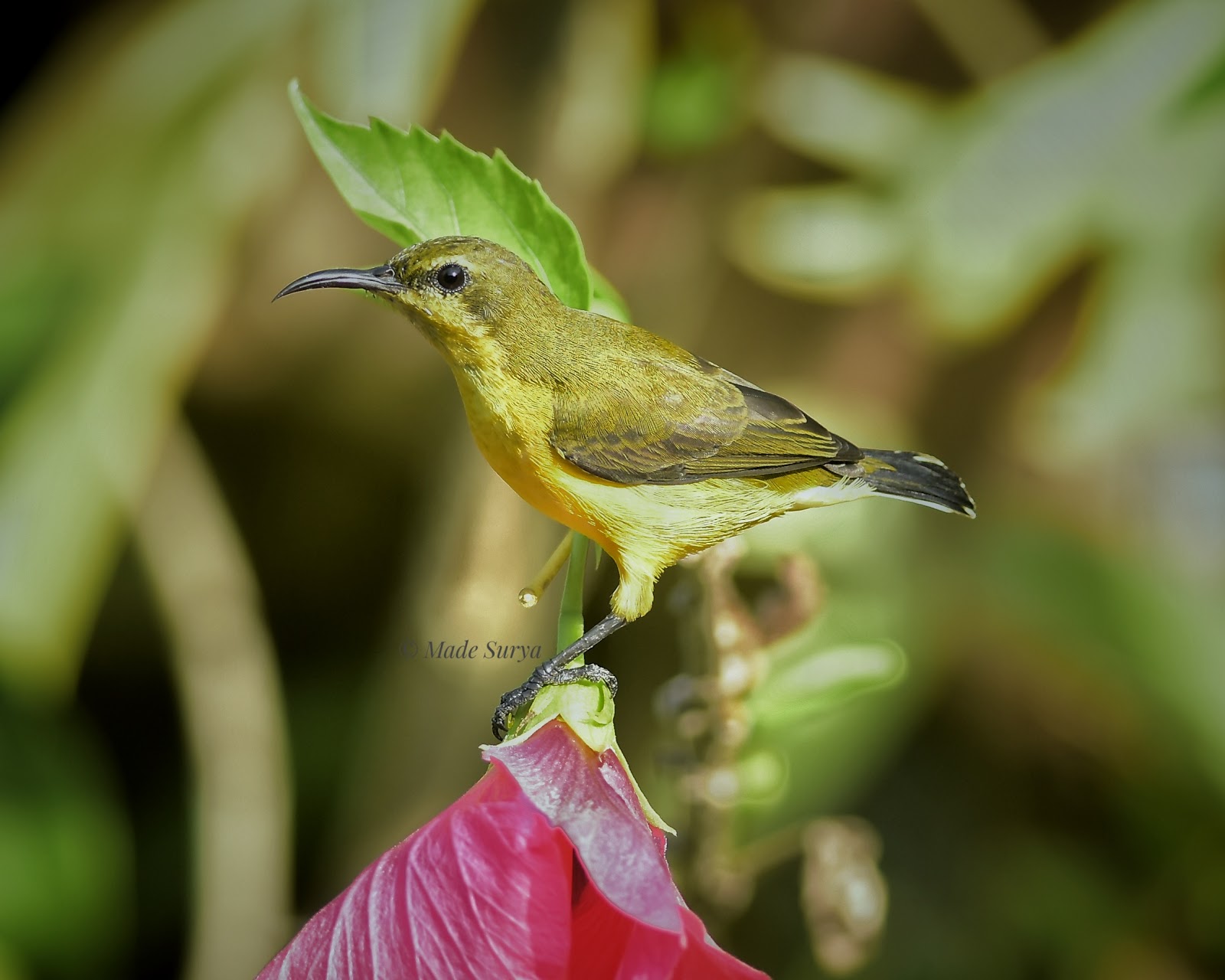 Birds of Bali Galery