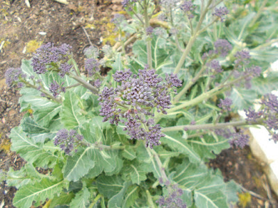 Purple sprouting broccoli ready to pick Grow your own April Update 80 Minute Allotment Green Fingered Blog