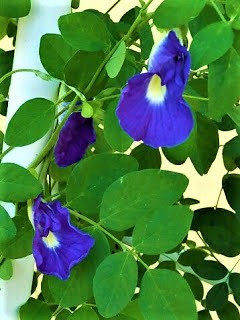 Borneo Lady Are Blue Pea Flowers Really Toxic