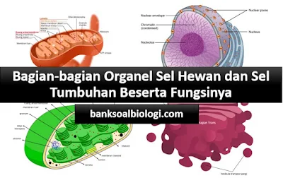 Bagian-bagian Organel Sel Hewan dan Tumbuhan Beserta Fungsinya