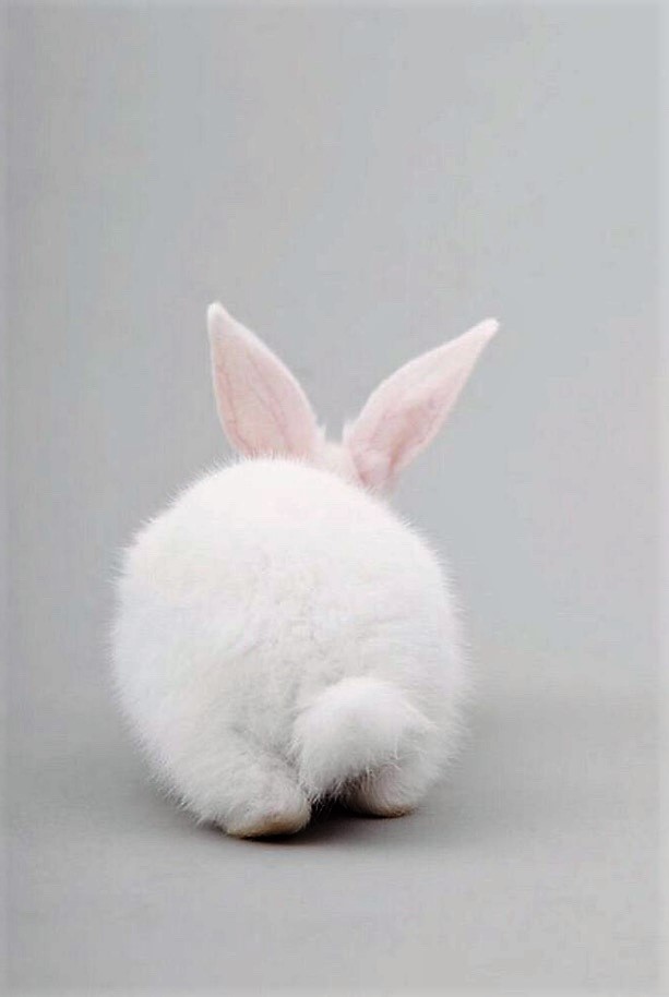 à¸œà¸¥à¸à¸²à¸£à¸„à¹‰à¸™à¸«à¸²à¸£à¸¹à¸›à¸ à¸²à¸žà¸ªà¸³à¸«à¸£à¸±à¸š white rabbit