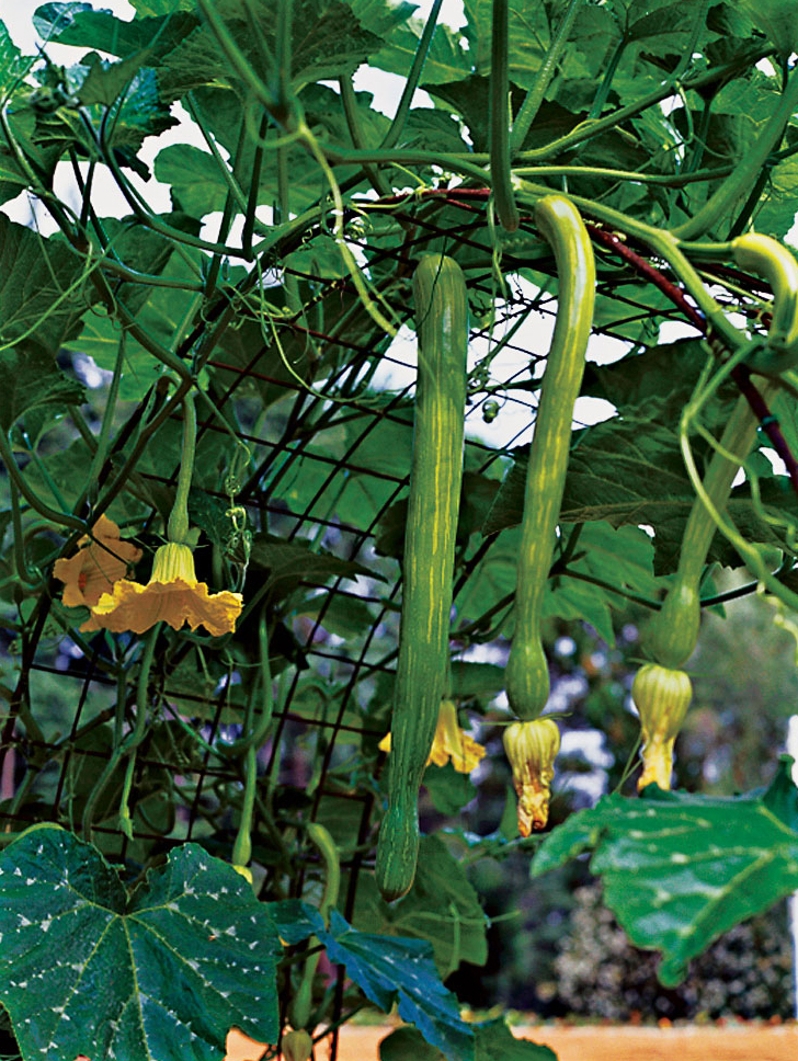 How to Grow Squash, 7 Different Tips and Guide to Grow Your Own Squash
