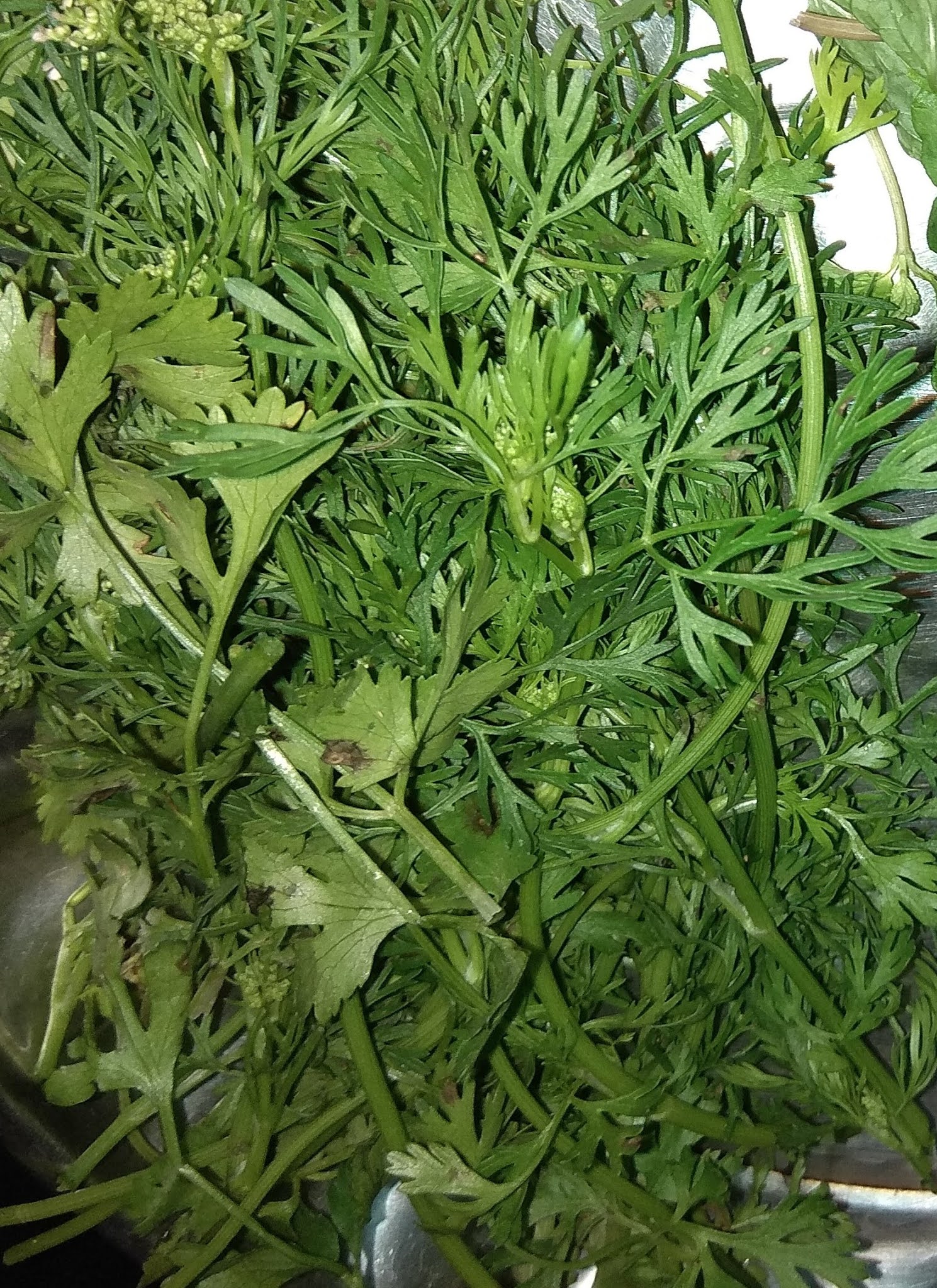 know about kannada and Karnataka Coriander leaves in Kannada