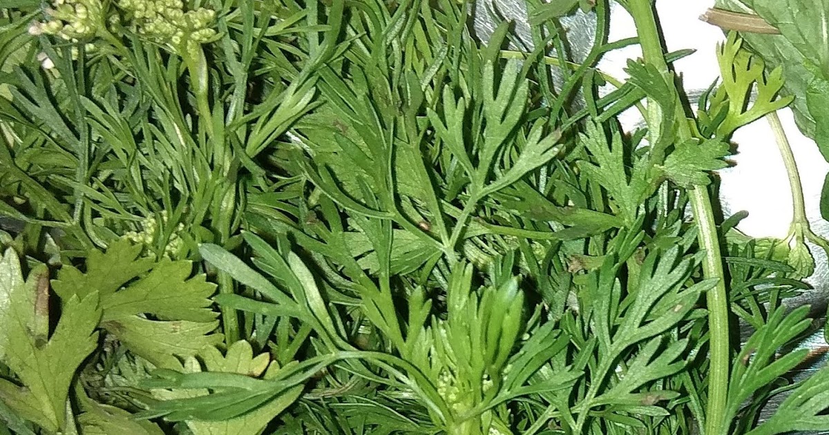 know about kannada and Karnataka Coriander leaves in Kannada