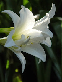 Centennial Park Conservatory tropical house white amaryllis by garden muses-not another Toronto gardening blog
