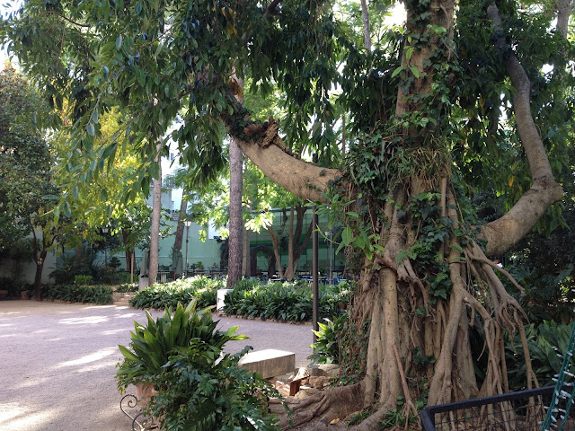Ficus i jardí de la Marquesa Gandia