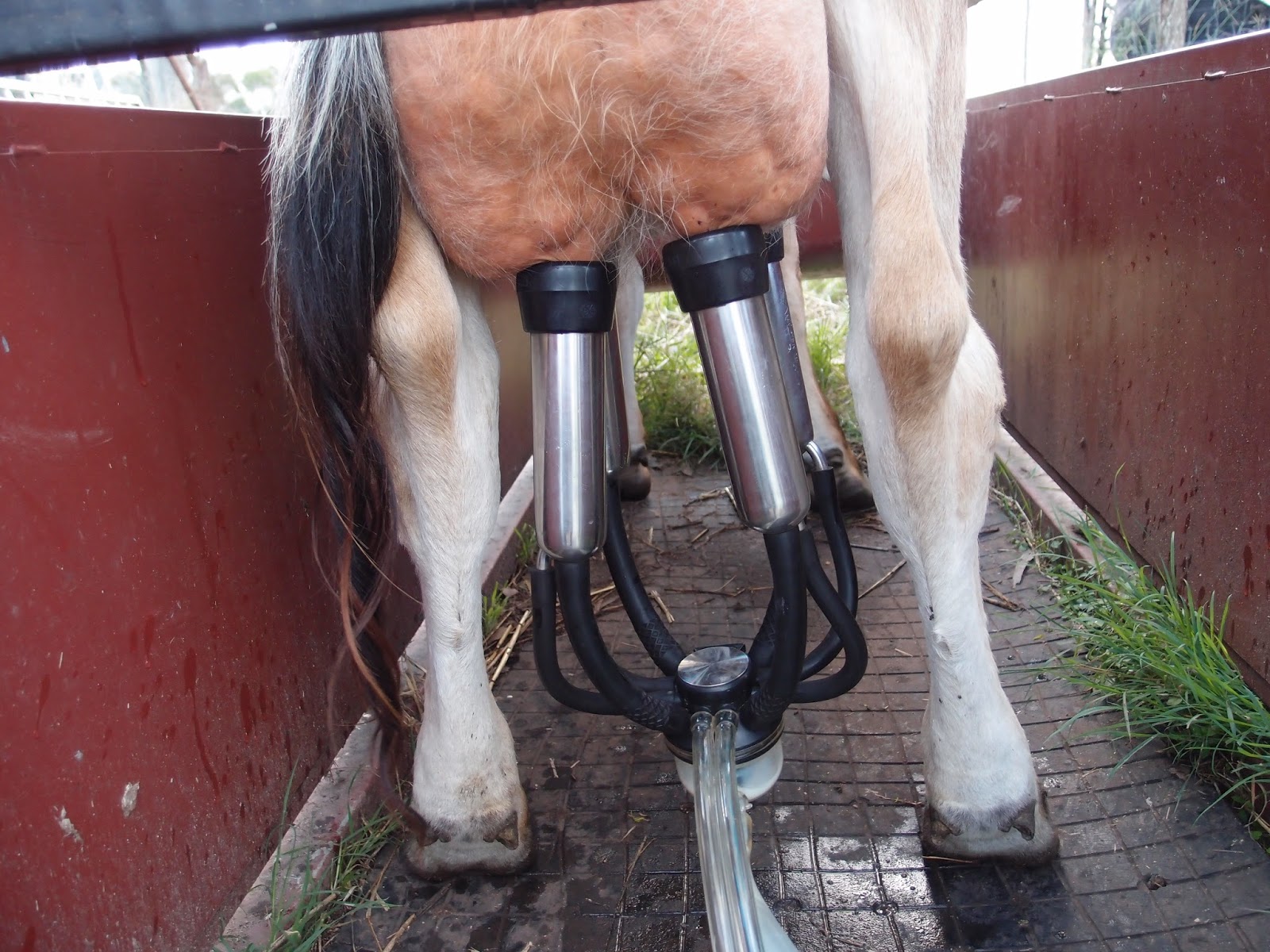 house cow ebook: how to choose a milking machine