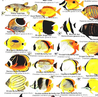 List Of Marine Aquarium Fish Species - Saltwater Fish Chart