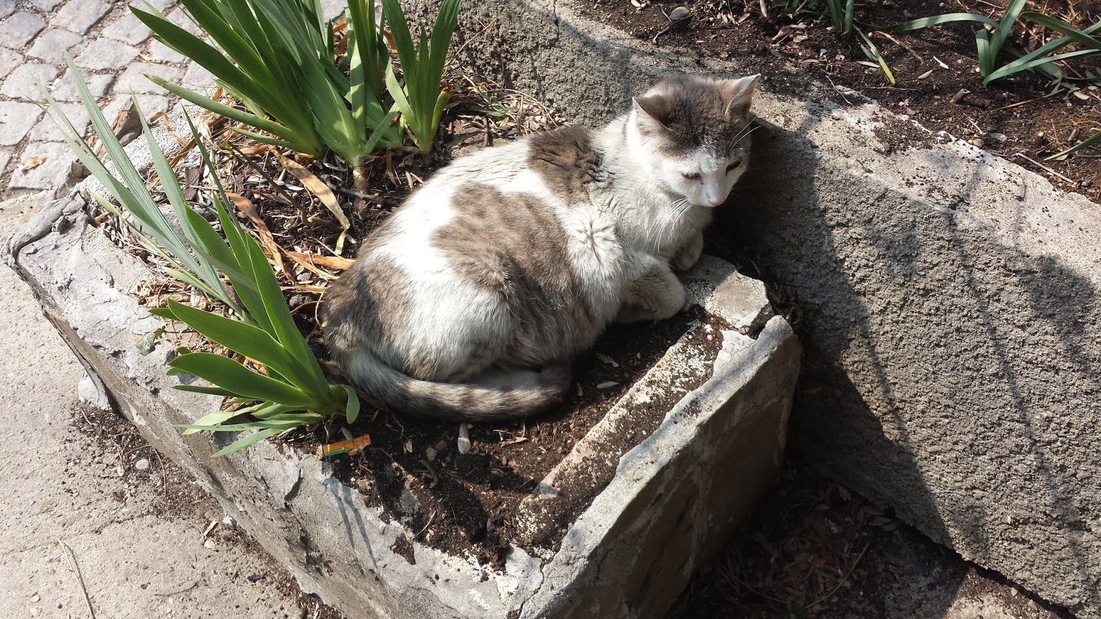 Yambol Daily Picture Cat in Flower Bed in Yambol