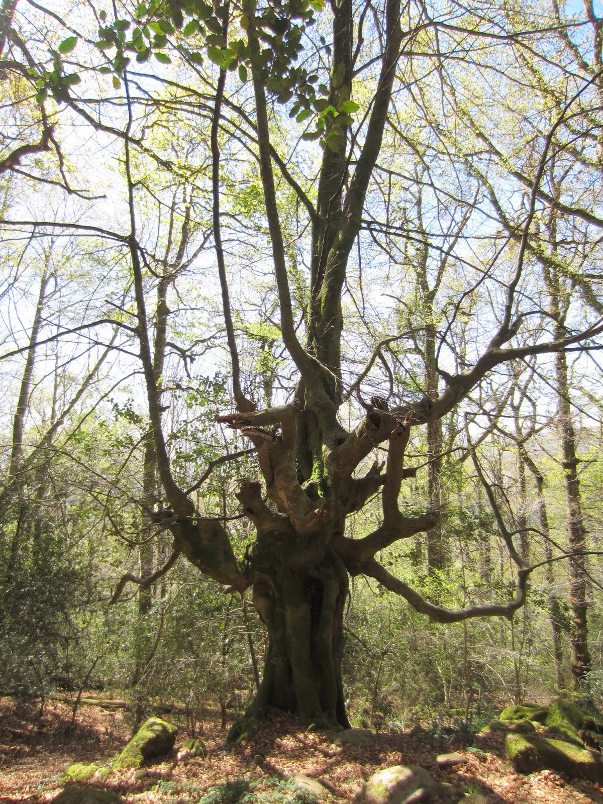 LOS SALTAPRAOS RUENTE A MONTE AÁ
