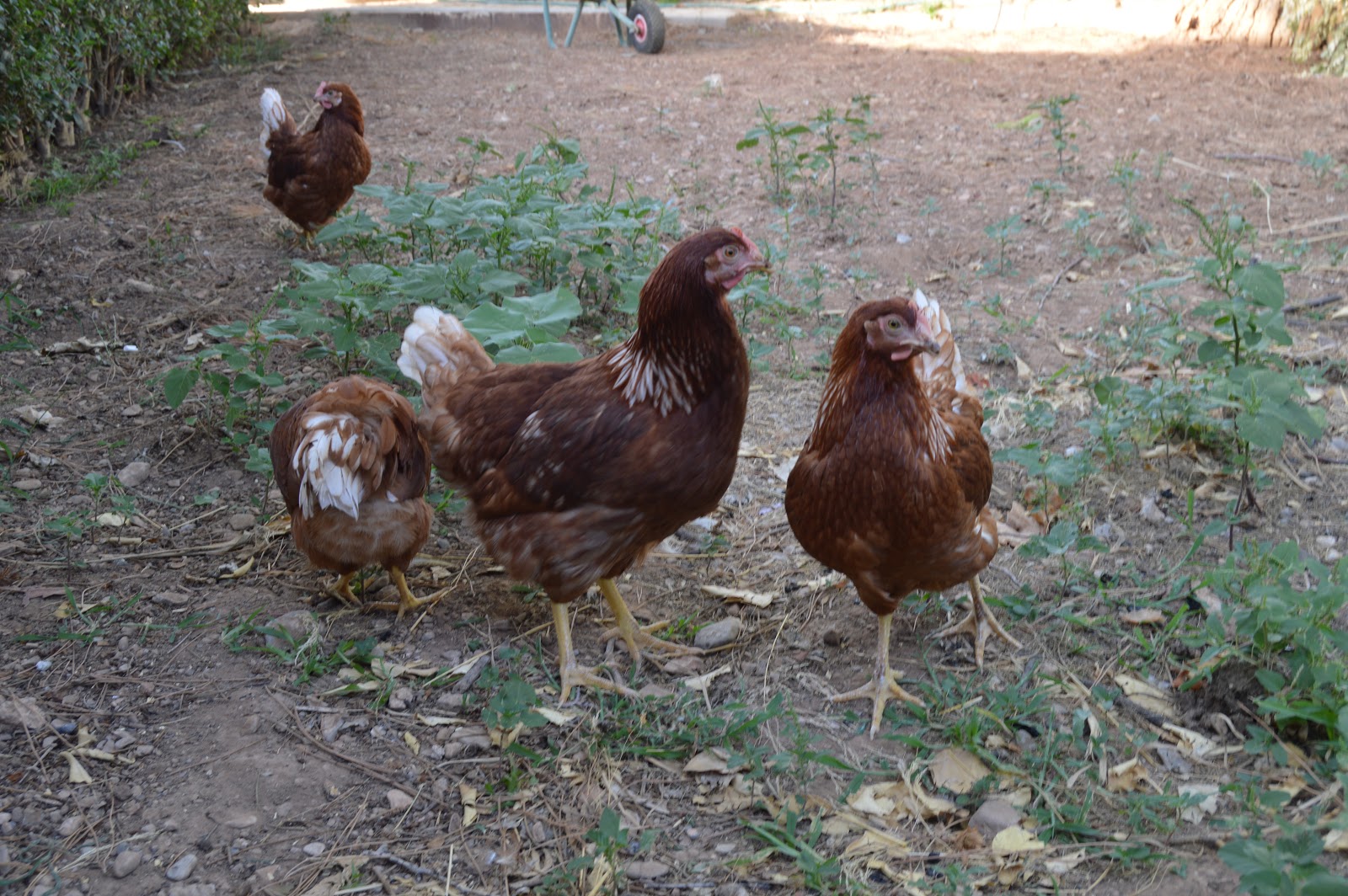 El Huerto de Tatay: Gallinas nuevas en el gallinero